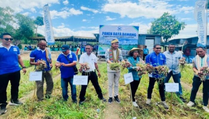Dari Gagal Panen Menjadi Berkat: Kisah Buce dan Harapan Baru Petani Batulesa Bersama Kopdit Swasti Sari