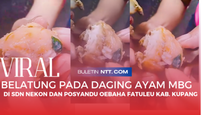 Viral! Dugaan Ada Belatung Pada Daging Ayam |  Program MBG di SDN Nekon, Kecamatan Fatuleu Kabupaten Kupang