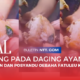 Viral! Dugaan Ada Belatung Pada Daging Ayam |  Program MBG di SDN Nekon, Kecamatan Fatuleu Kabupaten Kupang