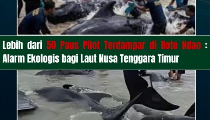 Puluhan Paus Pilot Terdampar di Rote Ndao, WALHI NTT | Alarm Serius bagi Ekosistem Laut