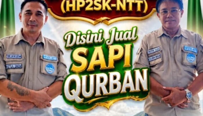 Sapi Kurban Asal NTT Diburu Warga, HP2SK Catat Penjualan Meningkat