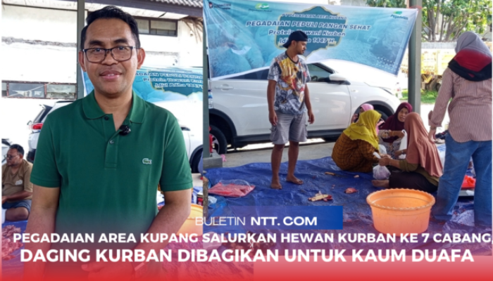 Pegadaian Area Kupang Salurkan Hewan Kurban ke 7 Cabang, Daging Kurban Dibagikan untuk Kaum Duafa