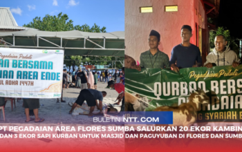 PT Pegadaian Area Flores Sumba Salurkan 20 Ekor Kambing dan 3 Ekor Sapi Kurban untuk Masjid dan Paguyuban di Flores dan Sumba