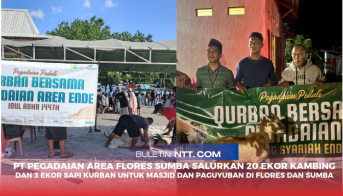 PT Pegadaian Area Flores Sumba Salurkan 20 Ekor Kambing dan 3 Ekor Sapi Kurban untuk Masjid dan Paguyuban di Flores dan Sumba